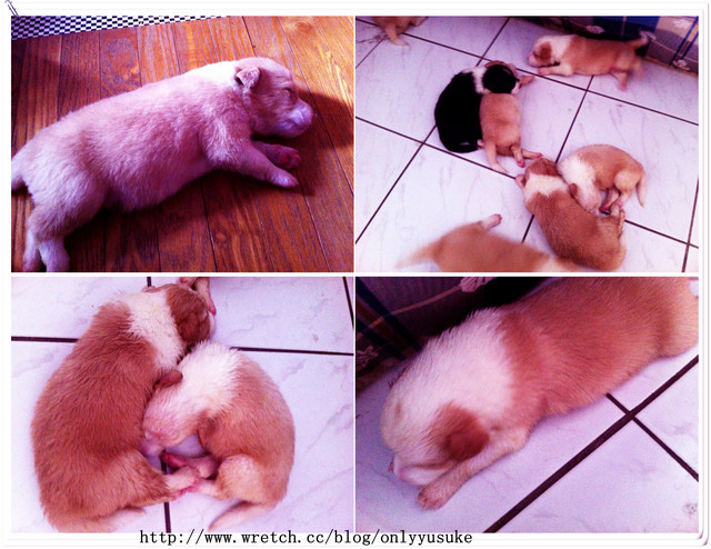 ♡(寵物)看圖說故事－雖然是短暫的時光 意外發現周杰倫2012