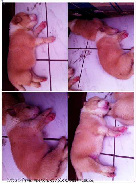 ♡(寵物)看圖說故事－雖然是短暫的時光 意外發現周杰倫2012