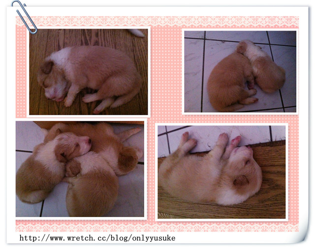 ♡(寵物)看圖說故事－雖然是短暫的時光 意外發現周杰倫2012