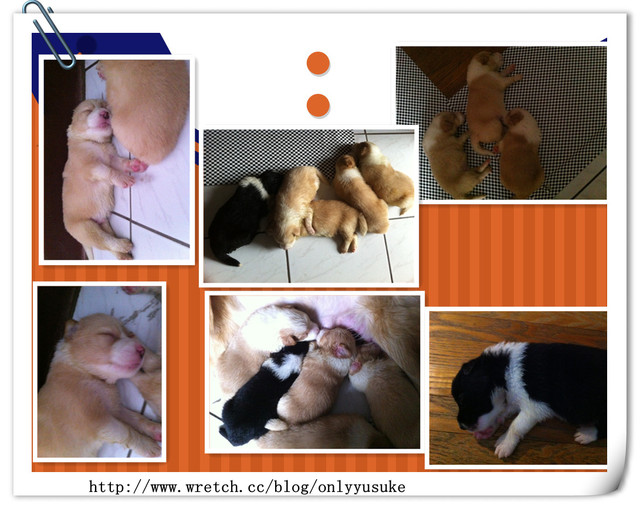 ♡(寵物)看圖說故事－雖然是短暫的時光 意外發現周杰倫2012