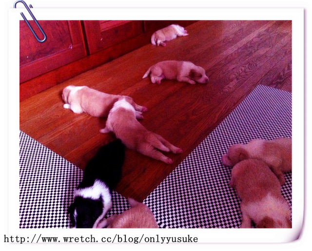 ♡(寵物)看圖說故事－雖然是短暫的時光 意外發現周杰倫2012