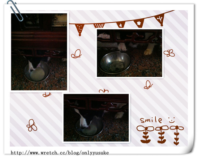 ♡(寵物)看圖說故事－雖然是短暫的時光 意外發現周杰倫2012