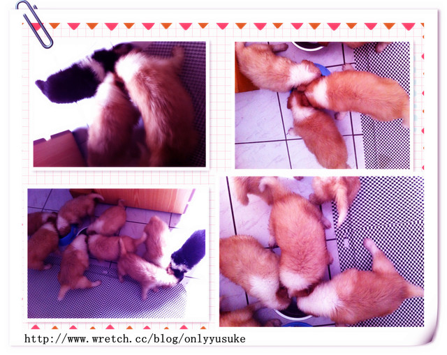 ♡(寵物)看圖說故事－雖然是短暫的時光 意外發現周杰倫2012