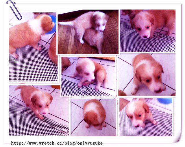 ♡(寵物)看圖說故事－雖然是短暫的時光 意外發現周杰倫2012