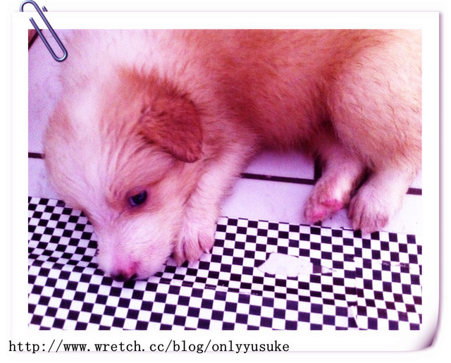 ♡(寵物)看圖說故事－雖然是短暫的時光 意外發現周杰倫2012