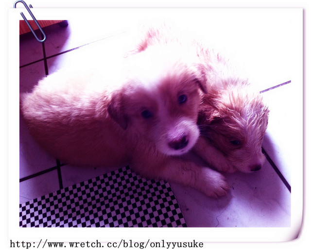 ♡(寵物)看圖說故事－雖然是短暫的時光 意外發現周杰倫2012