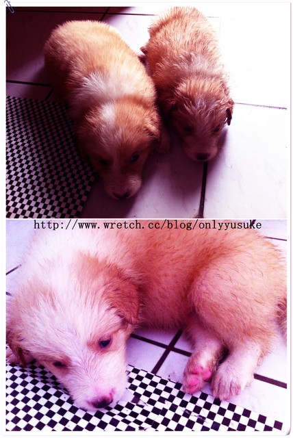 ♡(寵物)看圖說故事－雖然是短暫的時光 意外發現周杰倫2012