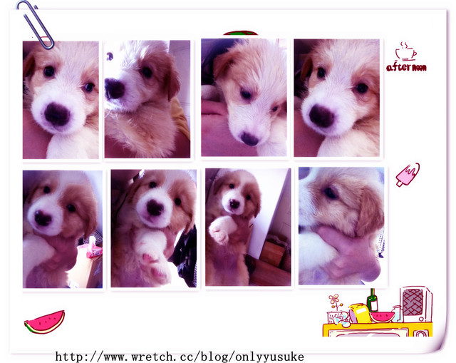 ♡(寵物)看圖說故事－雖然是短暫的時光 意外發現周杰倫2012