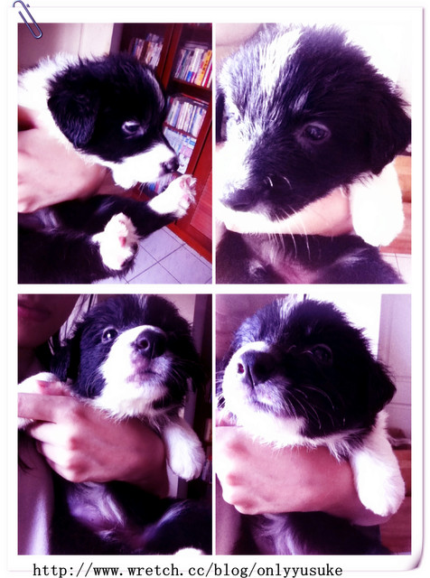 ♡(寵物)看圖說故事－雖然是短暫的時光 意外發現周杰倫2012