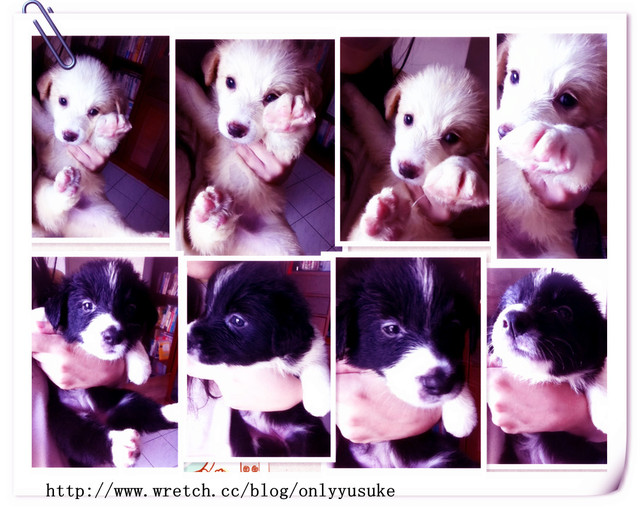 ♡(寵物)看圖說故事－雖然是短暫的時光 意外發現周杰倫2012