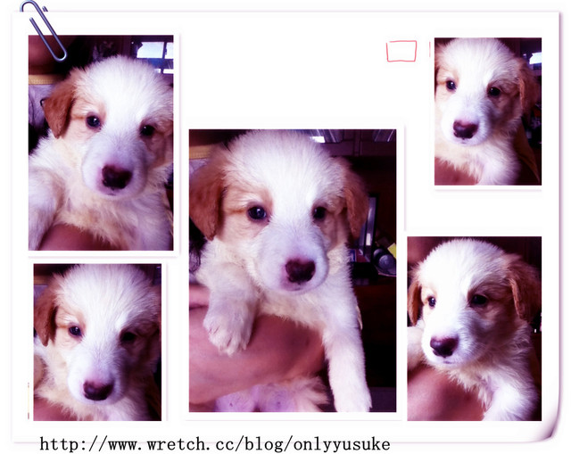 ♡(寵物)看圖說故事－雖然是短暫的時光 意外發現周杰倫2012