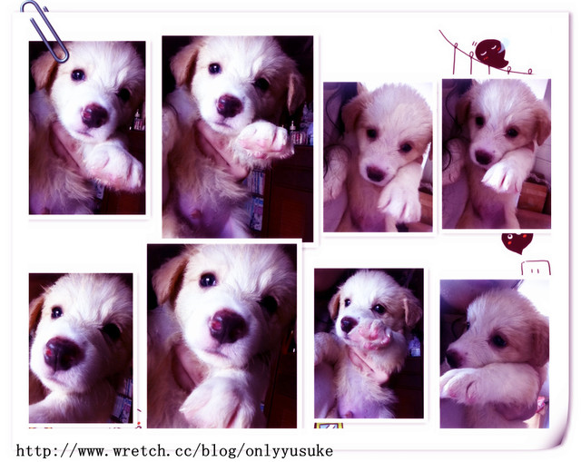 ♡(寵物)看圖說故事－雖然是短暫的時光 意外發現周杰倫2012