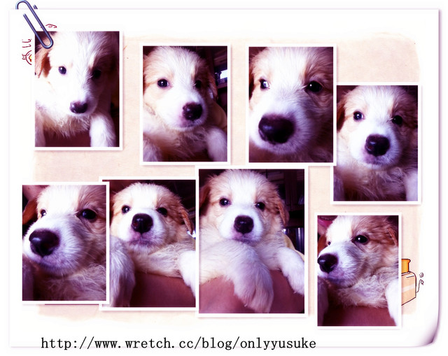 ♡(寵物)看圖說故事－雖然是短暫的時光 意外發現周杰倫2012