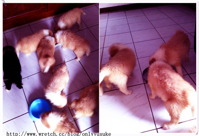 ♡(寵物)看圖說故事－雖然是短暫的時光 意外發現周杰倫2012