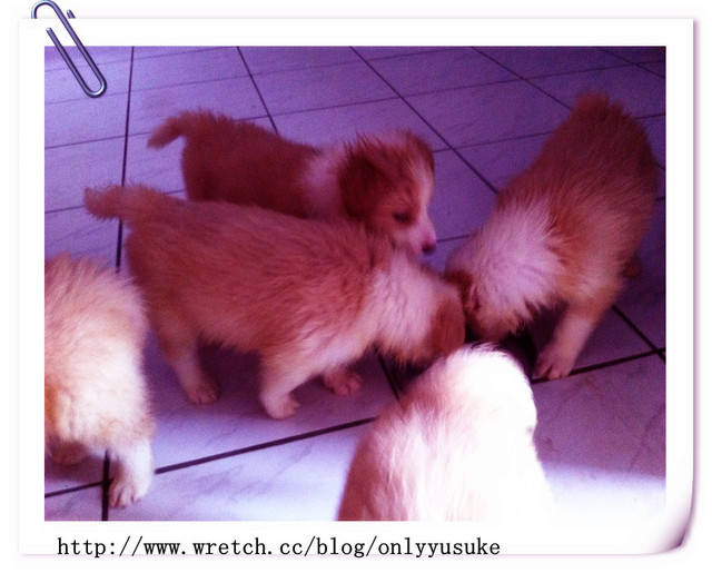 ♡(寵物)看圖說故事－雖然是短暫的時光 意外發現周杰倫2012