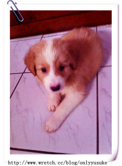 ♡(寵物)看圖說故事－雖然是短暫的時光 意外發現周杰倫2012