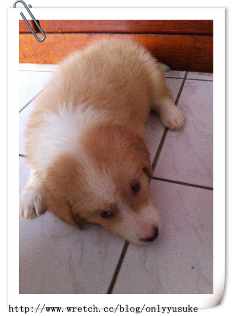 ♡(寵物)看圖說故事－雖然是短暫的時光 意外發現周杰倫2012