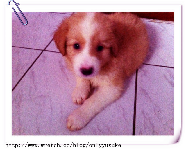 ♡(寵物)看圖說故事－雖然是短暫的時光 意外發現周杰倫2012