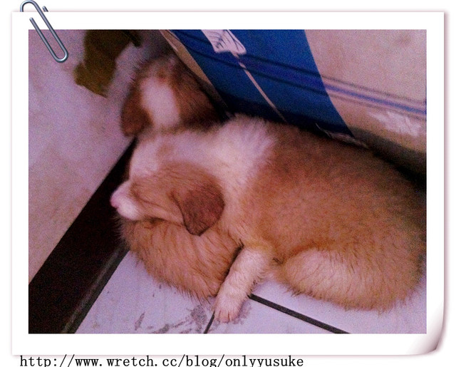 ♡(寵物)看圖說故事－雖然是短暫的時光 意外發現周杰倫2012