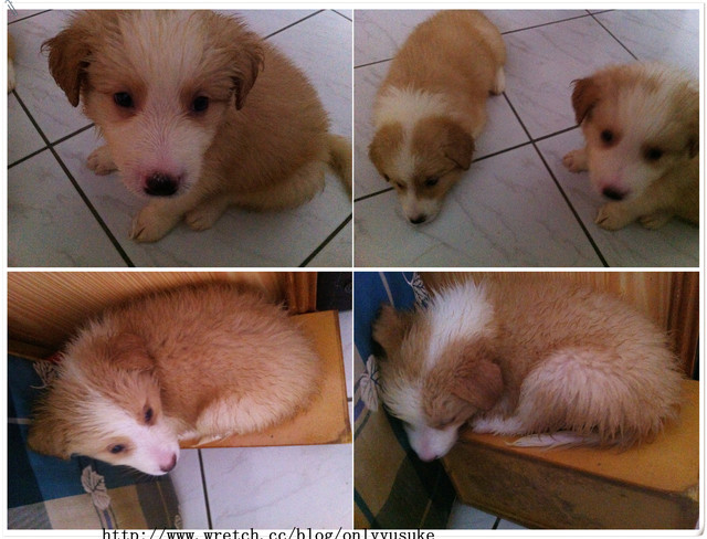 ♡(寵物)看圖說故事－雖然是短暫的時光 意外發現周杰倫2012