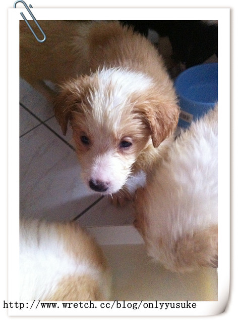 ♡(寵物)看圖說故事－雖然是短暫的時光 意外發現周杰倫2012