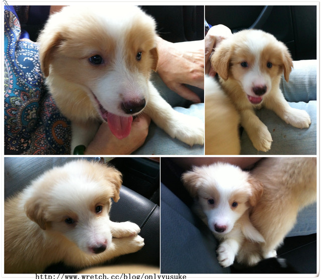 ♡(寵物)看圖說故事－雖然是短暫的時光 意外發現周杰倫2012