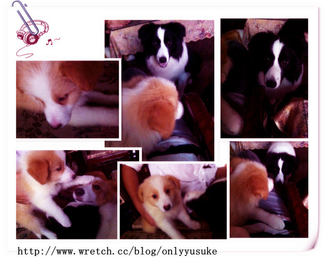 ♡(寵物)看圖說故事－雖然是短暫的時光 意外發現周杰倫2012