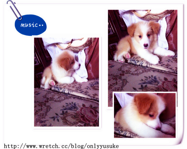 ♡(寵物)看圖說故事－雖然是短暫的時光 意外發現周杰倫2012