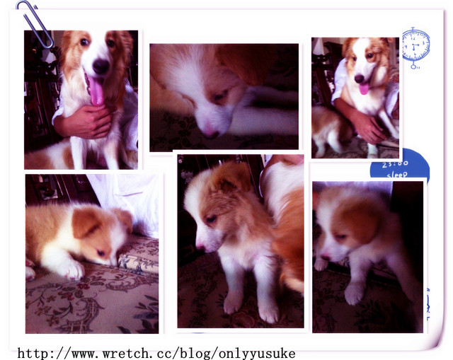 ♡(寵物)看圖說故事－雖然是短暫的時光 意外發現周杰倫2012