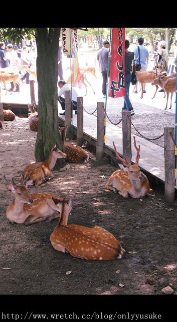 國外遊記看圖說話♥(蜜月)夏 OSAKA大阪♥DAY3♥0825