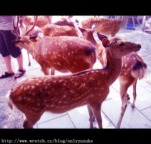 國外遊記看圖說話♥(蜜月)夏 OSAKA大阪♥DAY3♥0825