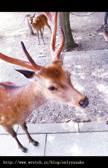 國外遊記看圖說話♥(蜜月)夏 OSAKA大阪♥DAY3♥0825