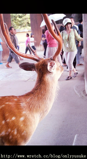 國外遊記看圖說話♥(蜜月)夏 OSAKA大阪♥DAY3♥0825