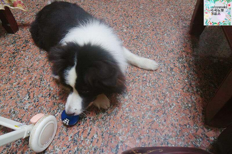 (寵物)【耐吉斯低敏狗飼料】添加可讓狗狗皮毛亮麗的羊油，我家邊境牧羊犬們的新歡