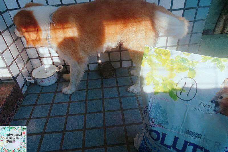 (寵物)【耐吉斯低敏狗飼料】添加可讓狗狗皮毛亮麗的羊油，我家邊境牧羊犬們的新歡