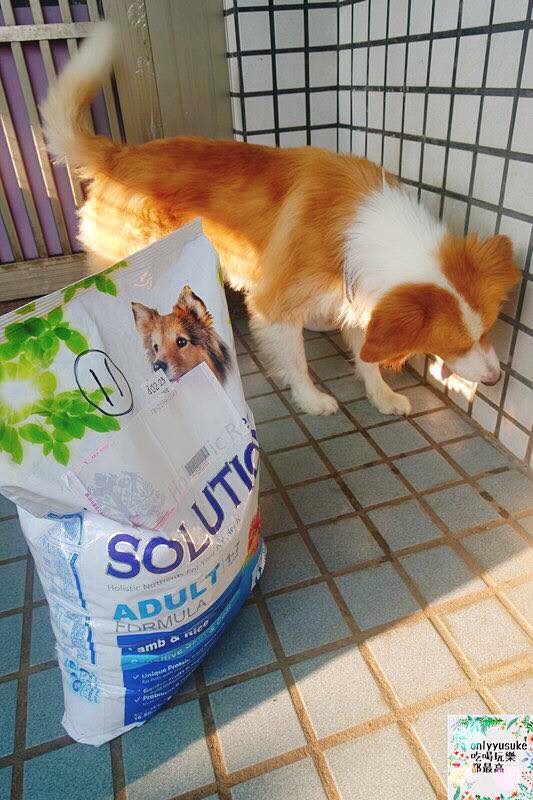 (寵物)【耐吉斯低敏狗飼料】添加可讓狗狗皮毛亮麗的羊油，我家邊境牧羊犬們的新歡