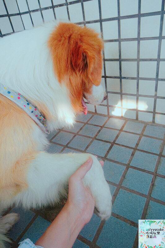 (寵物)【耐吉斯低敏狗飼料】添加可讓狗狗皮毛亮麗的羊油，我家邊境牧羊犬們的新歡