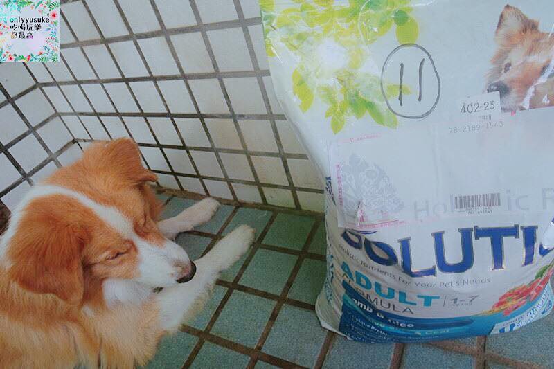 (寵物)【耐吉斯低敏狗飼料】添加可讓狗狗皮毛亮麗的羊油，我家邊境牧羊犬們的新歡