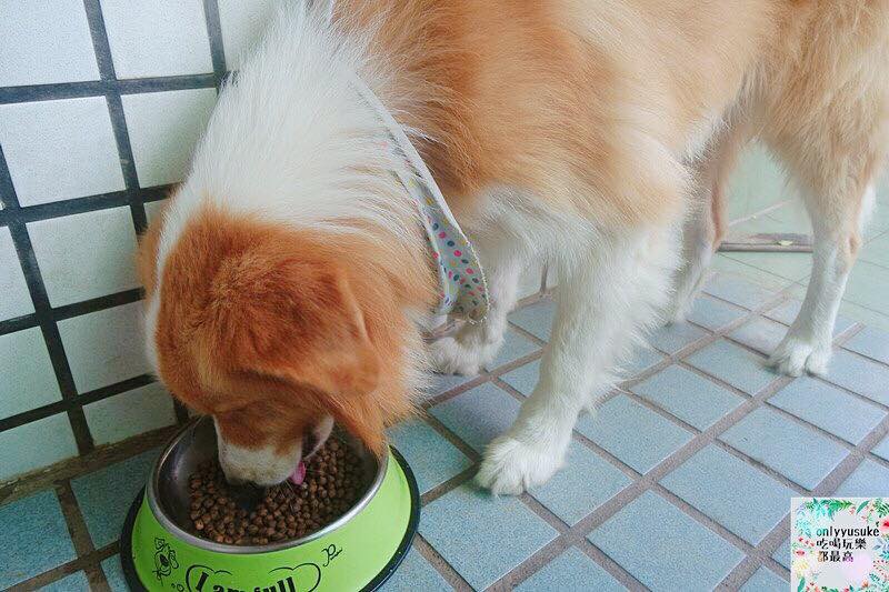 (寵物)【耐吉斯低敏狗飼料】添加可讓狗狗皮毛亮麗的羊油，我家邊境牧羊犬們的新歡