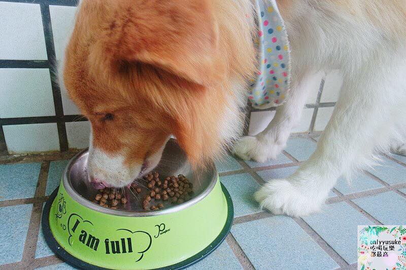 (寵物)【耐吉斯低敏狗飼料】添加可讓狗狗皮毛亮麗的羊油，我家邊境牧羊犬們的新歡