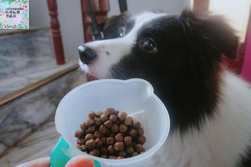 (寵物)【耐吉斯低敏狗飼料】添加可讓狗狗皮毛亮麗的羊油，我家邊境牧羊犬們的新歡