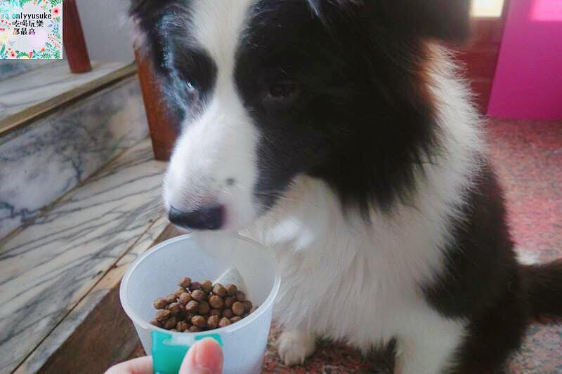 (寵物)【耐吉斯低敏狗飼料】添加可讓狗狗皮毛亮麗的羊油，我家邊境牧羊犬們的新歡
