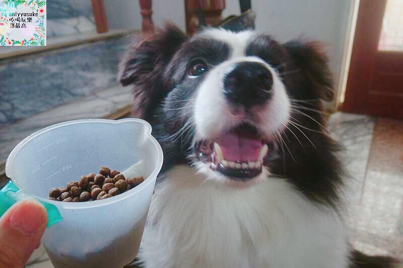 (寵物)【耐吉斯低敏狗飼料】添加可讓狗狗皮毛亮麗的羊油，我家邊境牧羊犬們的新歡