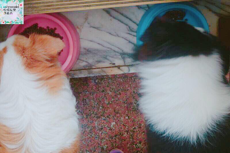 (寵物)【耐吉斯低敏狗飼料】添加可讓狗狗皮毛亮麗的羊油，我家邊境牧羊犬們的新歡