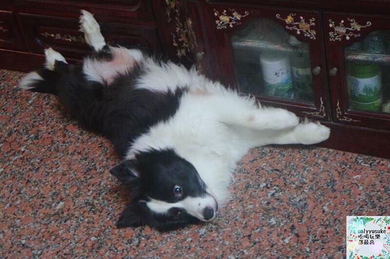 (寵物)【耐吉斯低敏狗飼料】添加可讓狗狗皮毛亮麗的羊油，我家邊境牧羊犬們的新歡