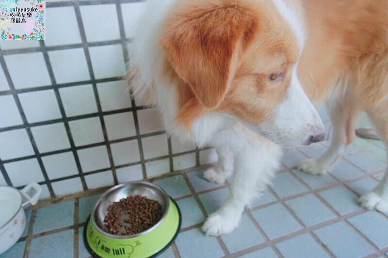 (寵物)【耐吉斯低敏狗飼料】添加可讓狗狗皮毛亮麗的羊油，我家邊境牧羊犬們的新歡