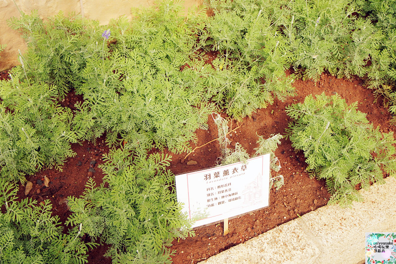 桃園龜山【Bistro181 法式烘焙坊】異國風綠色植物烘焙坊,美味麵包餐盒