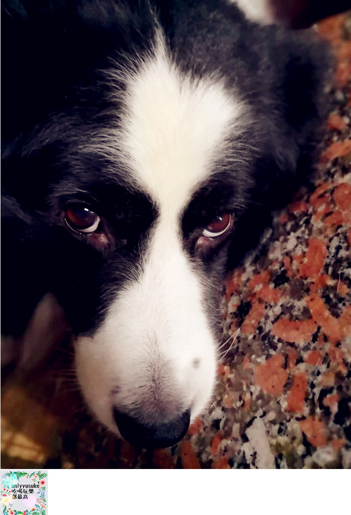 (寵物)【寵物溝通師】人類與寵物之間的媒介,進一步更深緣份的橋樑