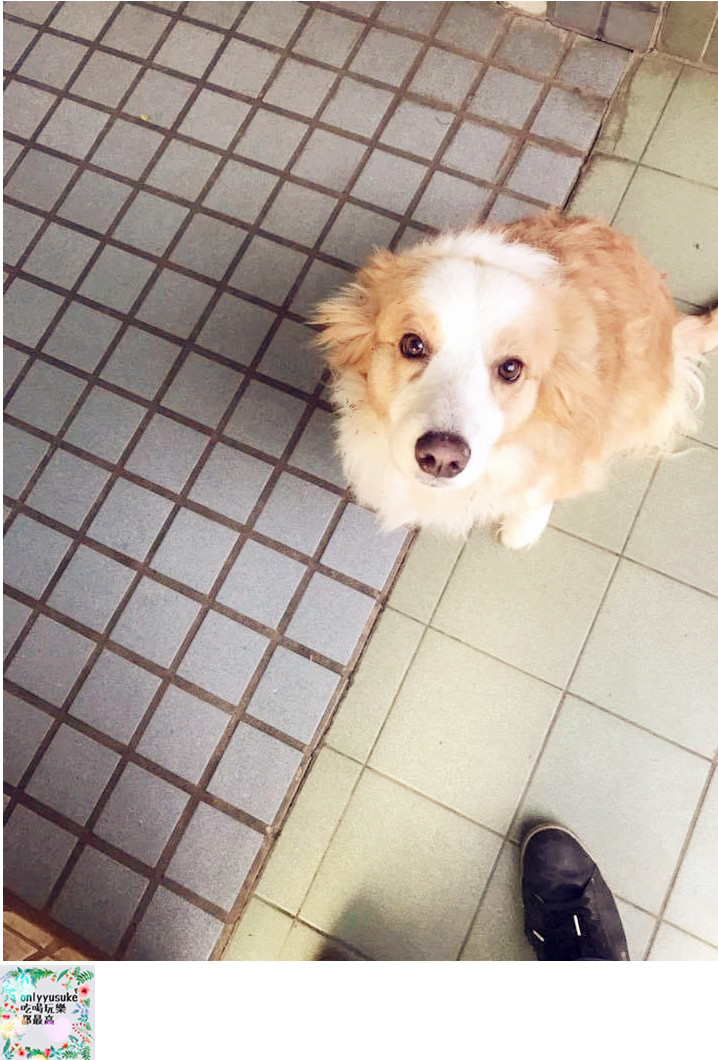 (寵物)【寵物溝通師】人類與寵物之間的媒介,進一步更深緣份的橋樑