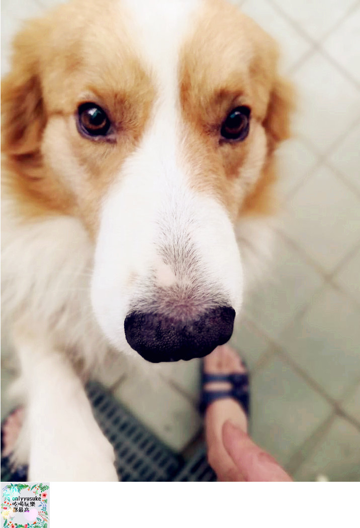 (寵物)【寵物溝通師】人類與寵物之間的媒介,進一步更深緣份的橋樑